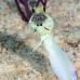 jawfish_yellowhead_bcf_nwp_v_0115_tci2040.jpg